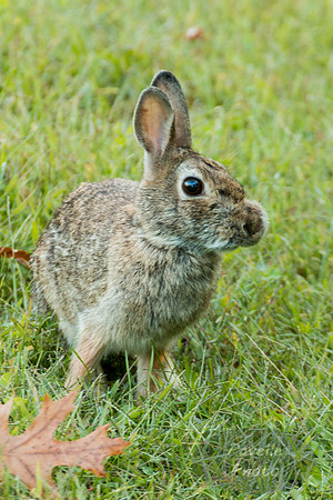 Eastern Cottontail Rabbit