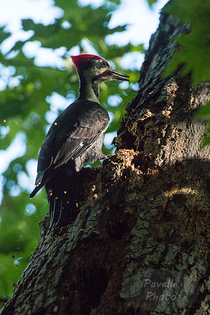 Pileated Woodpecker