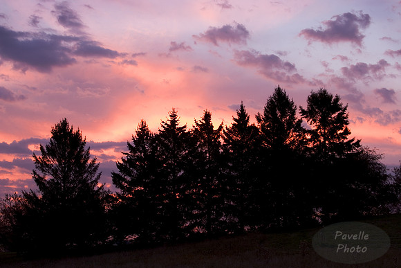 Pines at Dawn