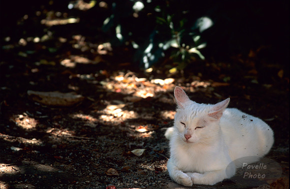 Gato Blanco