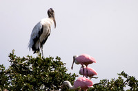 Wood Stork