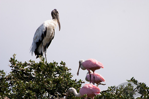 Wood Stork