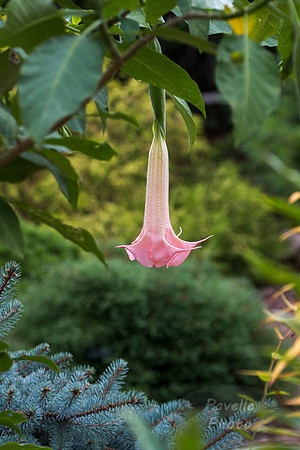 Angel's Trumpet