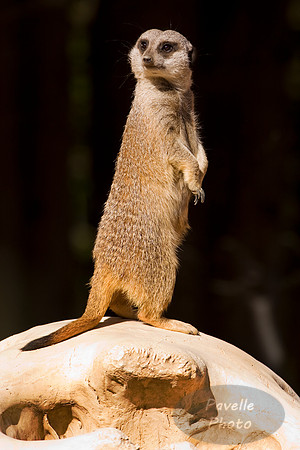 meerkat