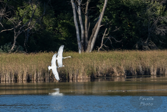 Trumpeter Swan