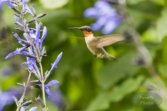 Ruby-Throated Hummingbird