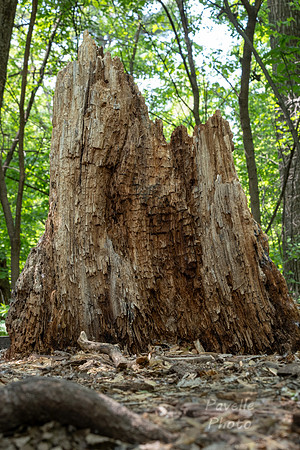 Stump