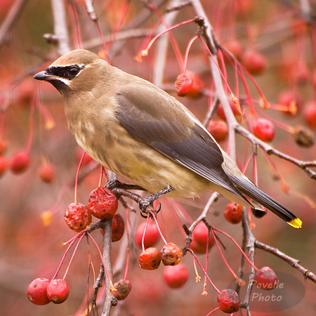 cedar waxwing