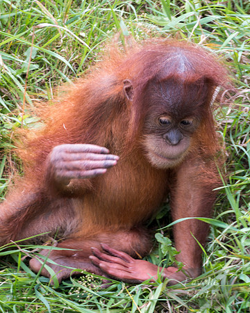Baby Orangutan