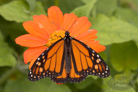 monarch butterfly