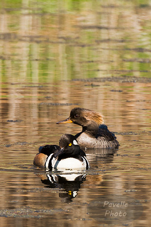 Hooded Merganser