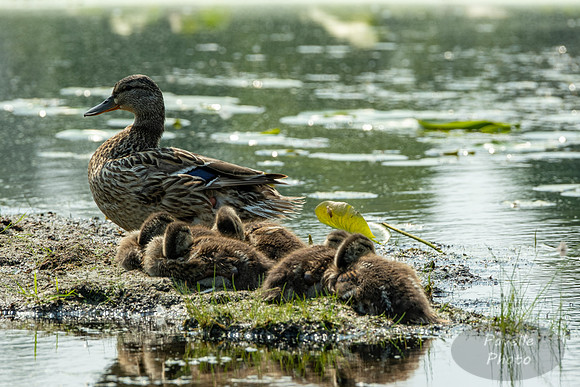 Mallard and Ducklings