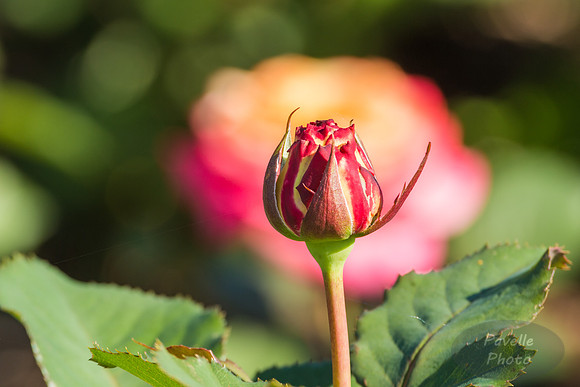 Rose and bud