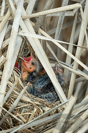 Baby red-winged blackbirds