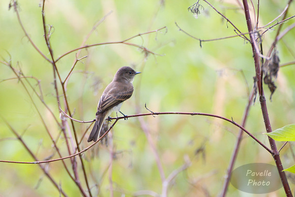 eastern phoebe