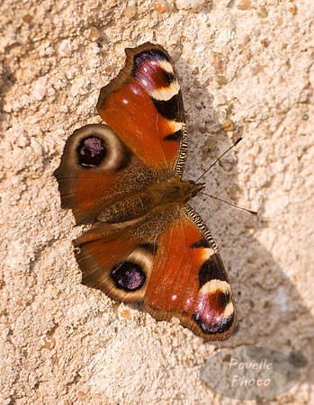 peacock butterfly