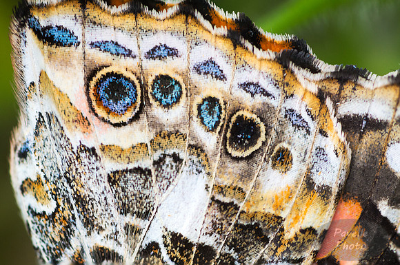 Painted Lady detail