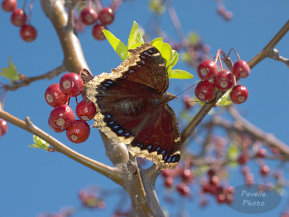mourning cloak