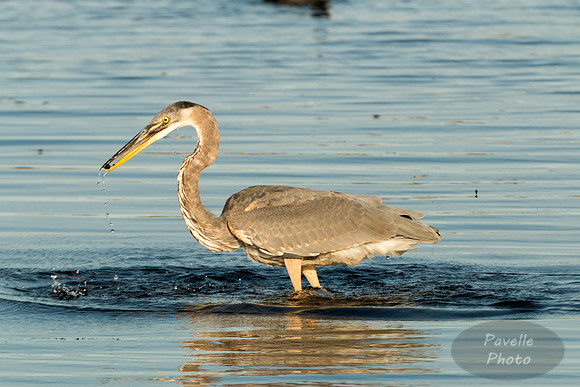 Great Blue Heron with fish