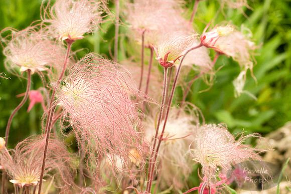 Prairie Smoke