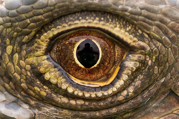 Iguana Eye