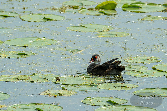 Fading Wood Duck
