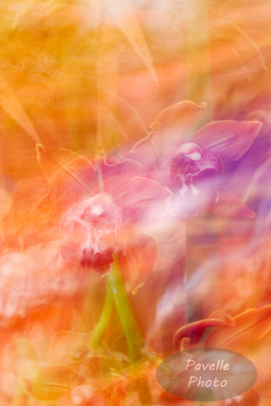 Orchid Abstraction