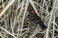 Baby red-winged blackbirds