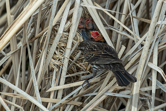 Baby red-winged blackbirds