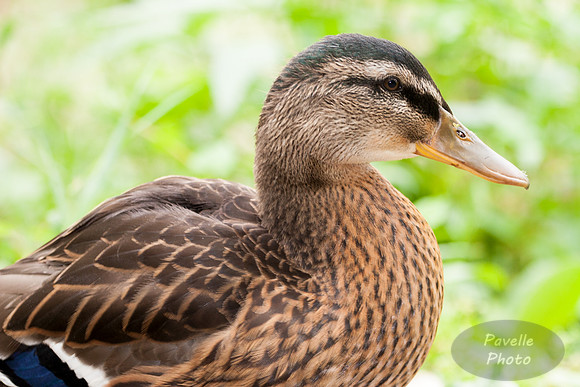 Mallard