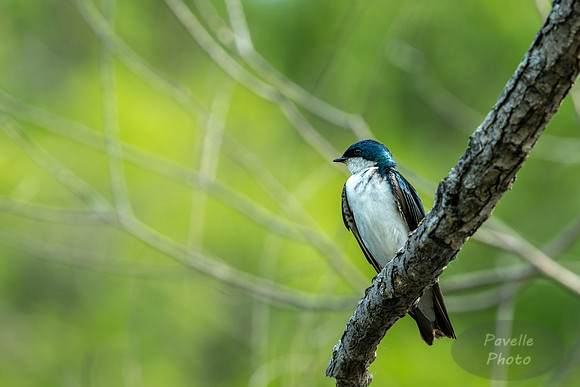Tree Swallow