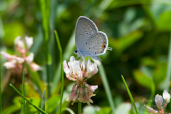 Eastern Tailed-Blue