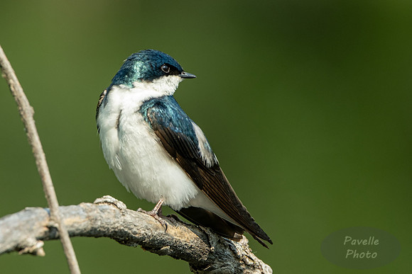 Tree Swallow