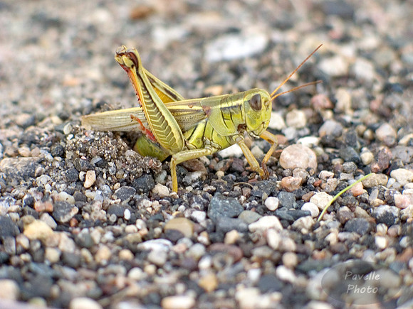 Two Striped Grasshopper