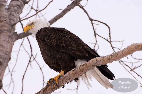 bald eagle