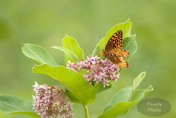 atlantis fritillary