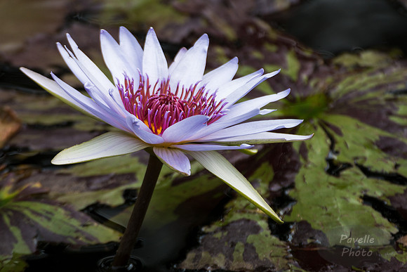 Water Lily