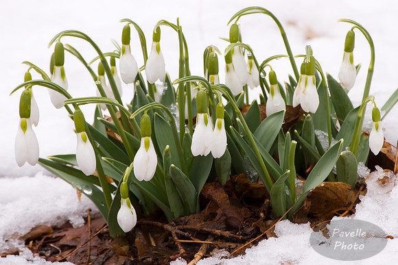 snowdrop