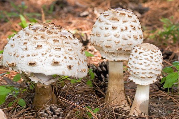 Mushrooms