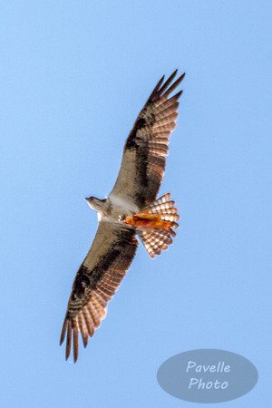 Osprey with fish