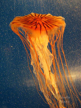 purple stripe jellyfish