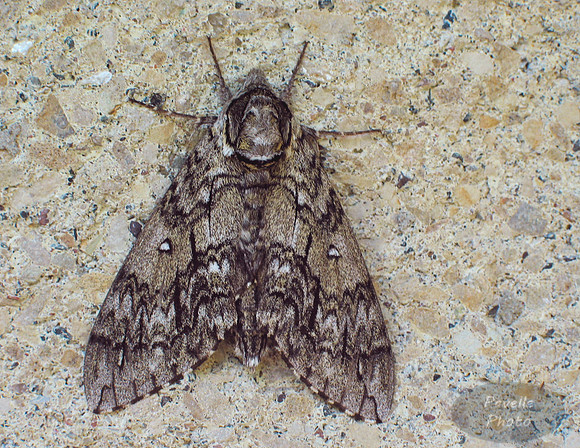 Gypsy Moth