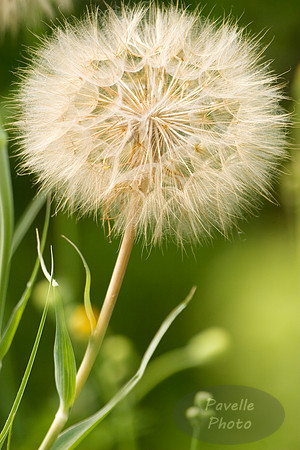 goat's beard