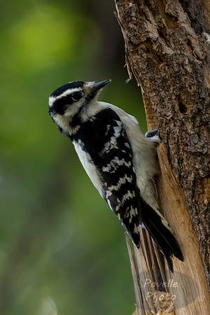 Downy Woodpecker