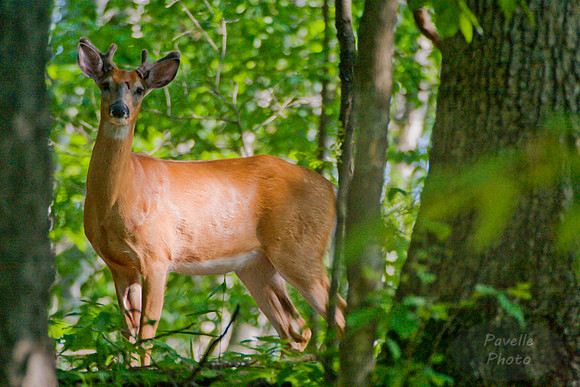 deer