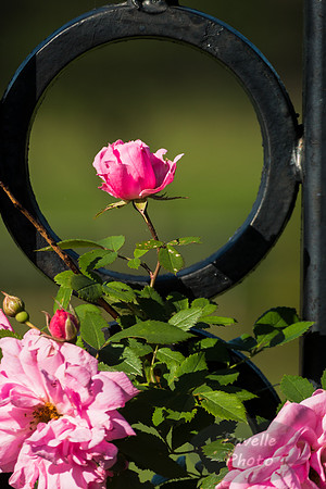 Roses