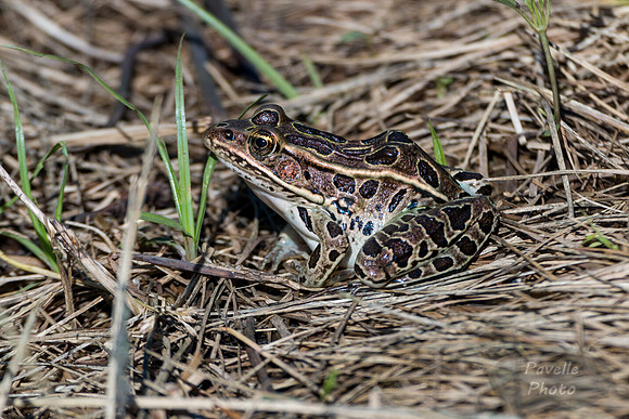 Leopard Frog
