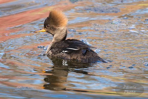 Female Hooded Merganser