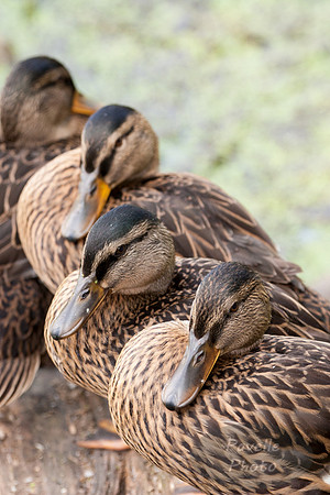 Mallard