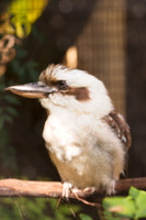 kookaburra